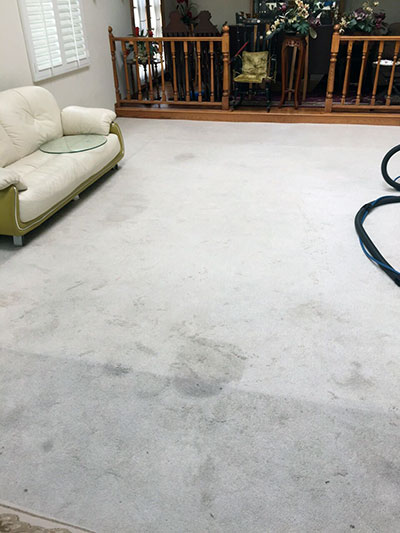 Carpet Mold Must Be Removed Immediately